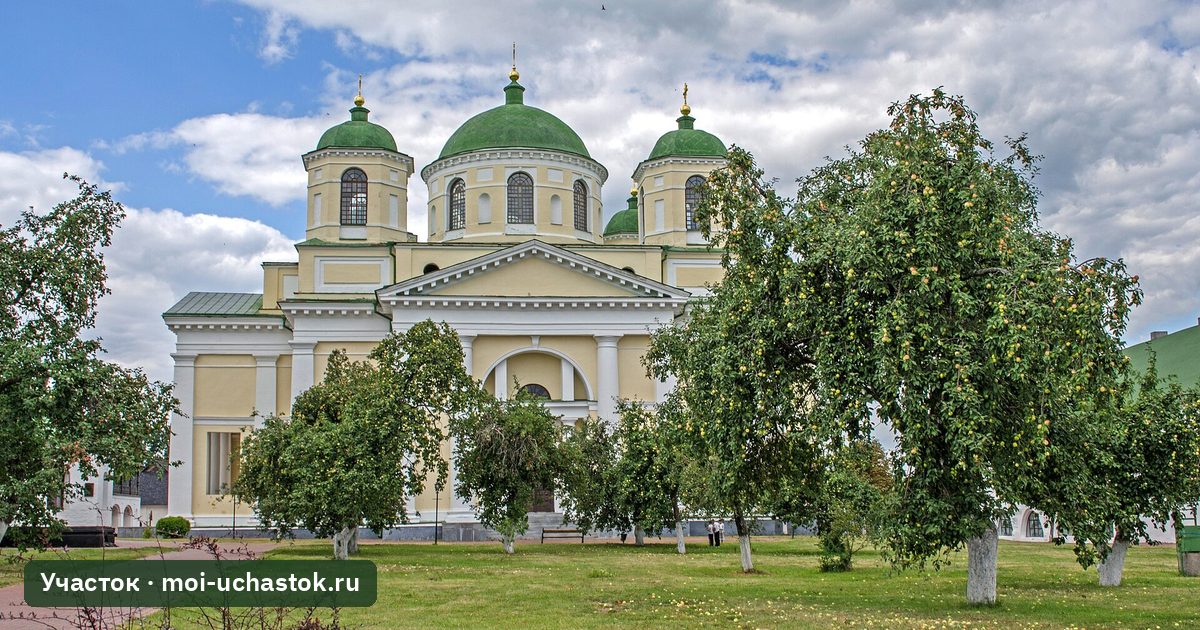 Побелённые стволы деревьев в саду
