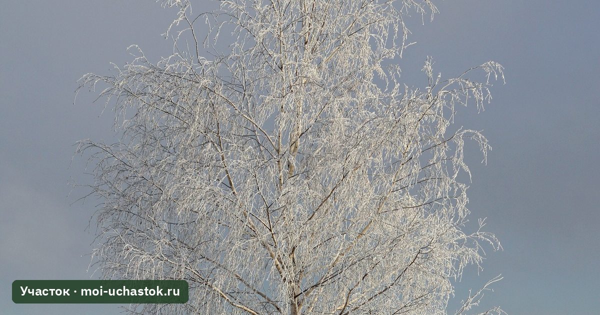 Первый снег в саду
