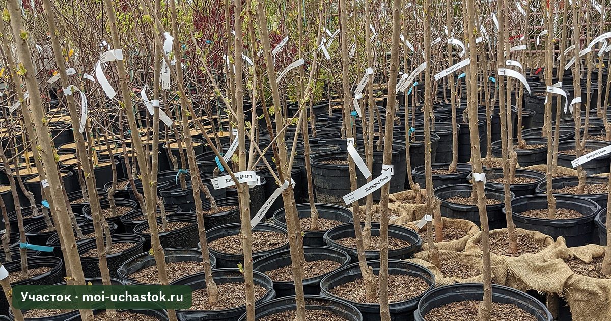 Саженцы деревьев в контейнерах в питомнике