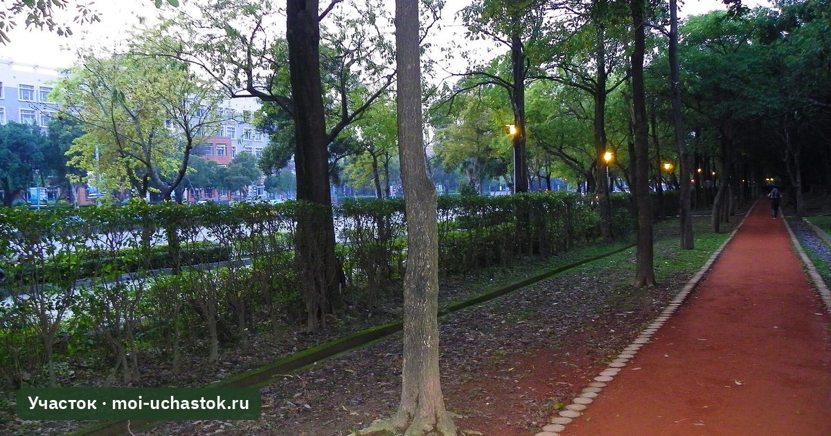Аллея с деревьями вечером