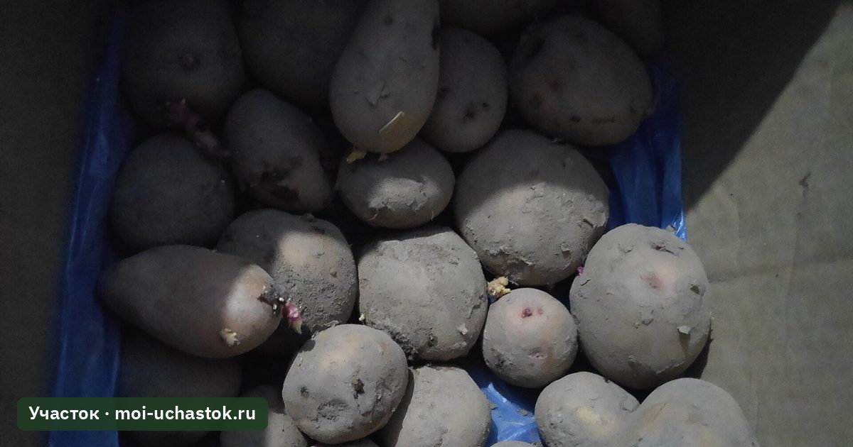 Семенной картофель