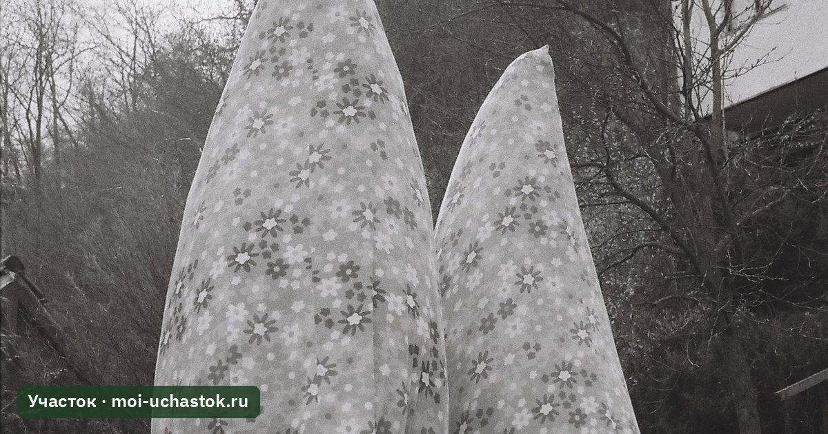 Растения, укрытые на зиму у загородного дома
