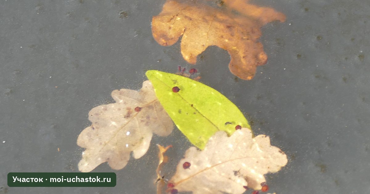 Бочка с дождевой водой зимой