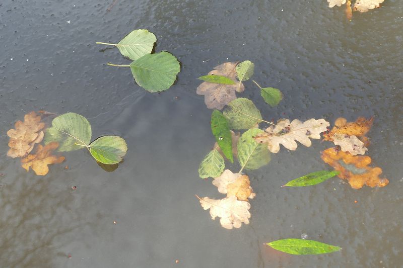 Бочка для сбора дождевой воды