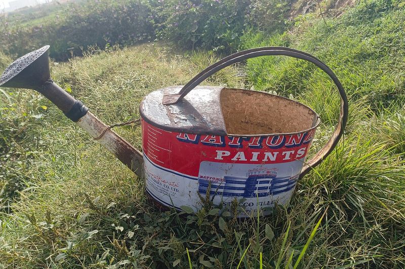 Лейка на участке