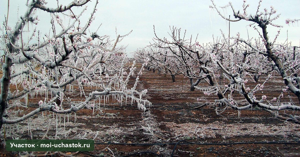 Капельная система в саду