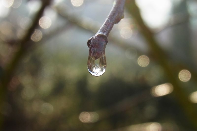 Капля воды на ветке яблони