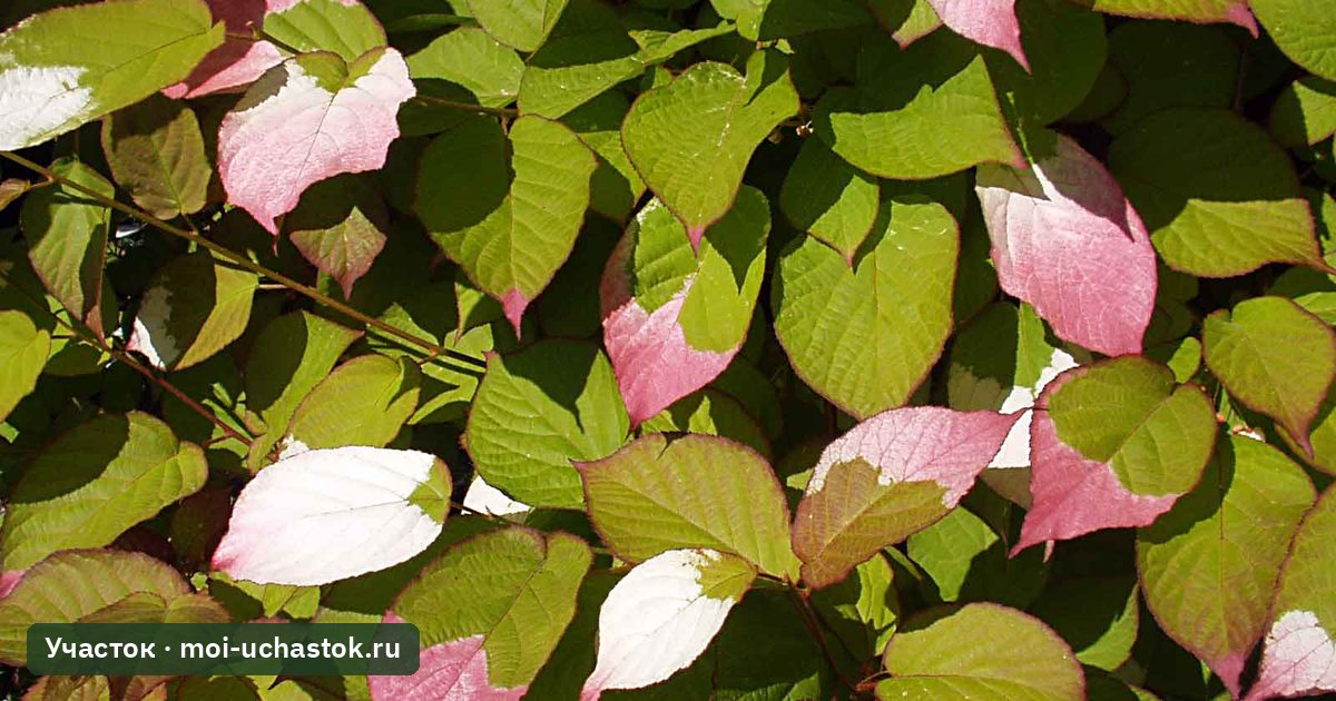Актинидия коломикта с пёстрыми листьями