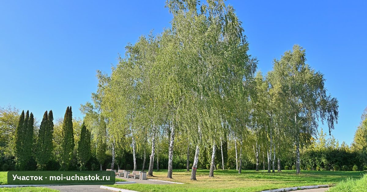 Берёзы повислые в парке
