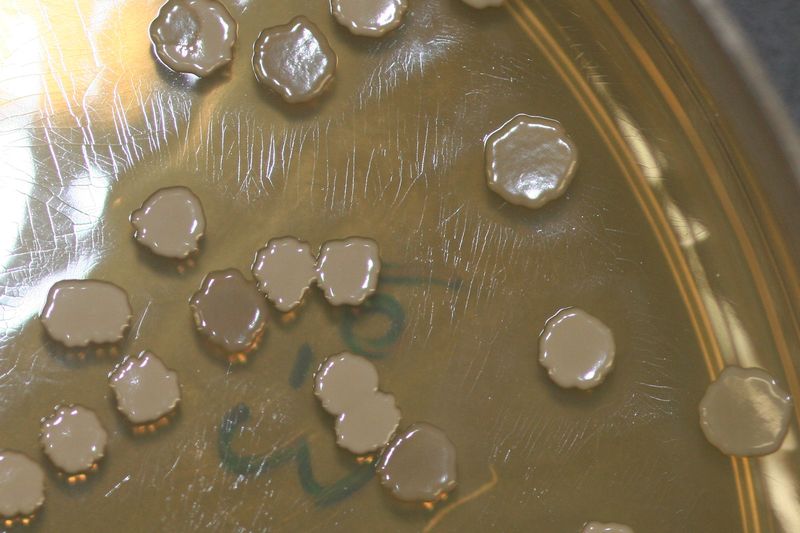 Колонии бактерии Bacillus subtilis