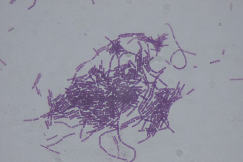 Бактерия Bacillus thuringiensis под микроскопом