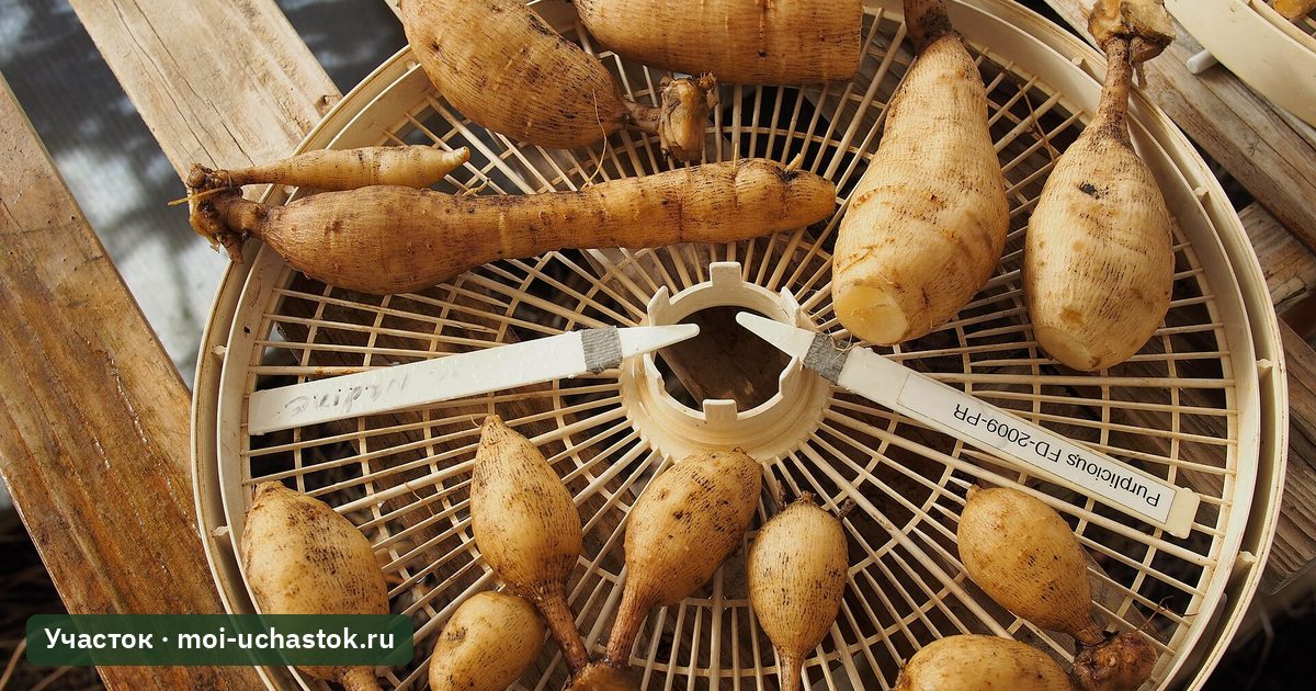 Клубни георгинов на просушке перед хранением