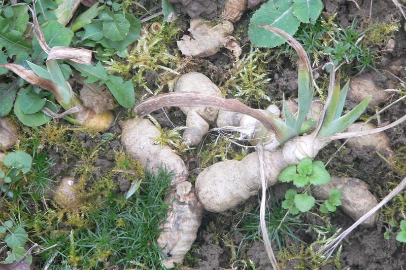 Корневища ириса — с них начинается мокрая гниль