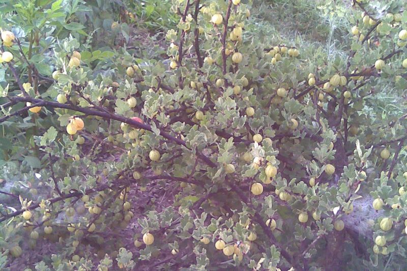 Куст крыжовника