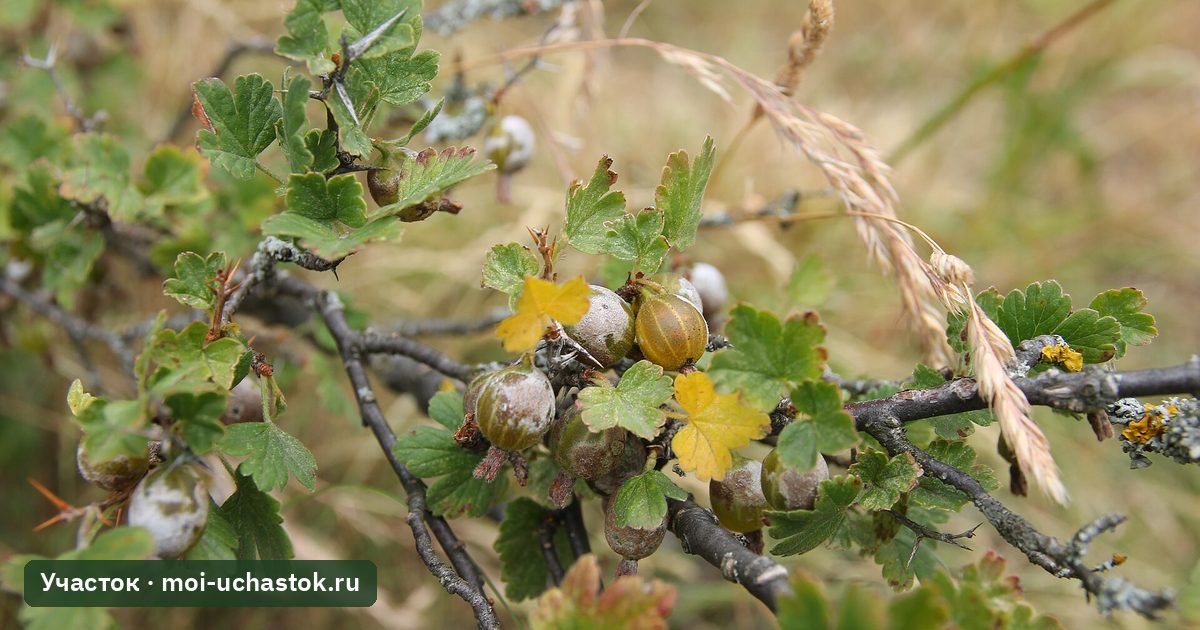 Куст крыжовника, поражённый американской мучнистой росой