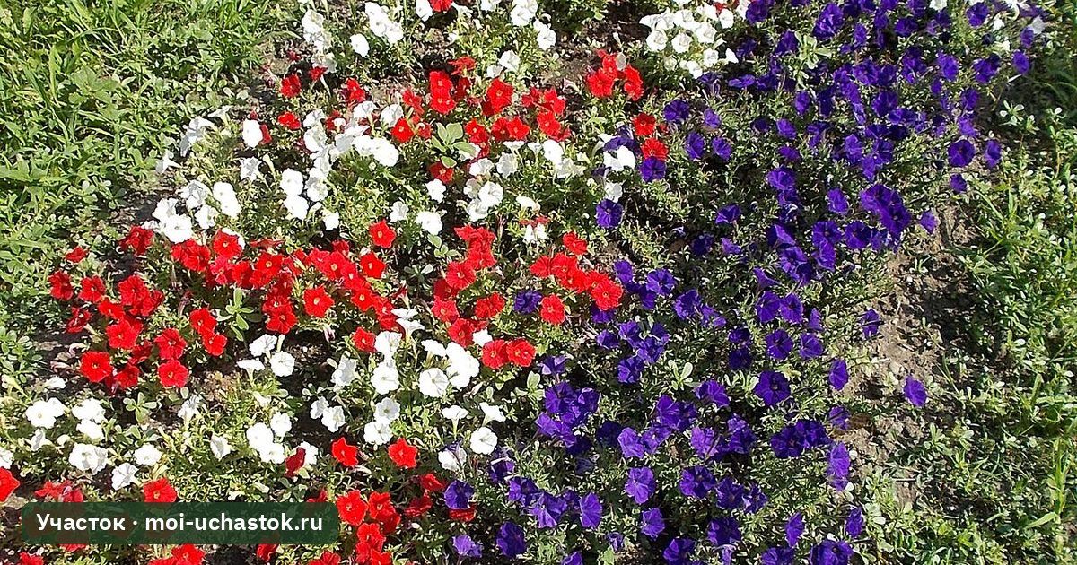Клумба с однолетними цветами