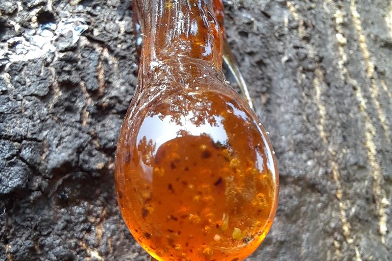 Капля камеди на коре плодового дерева