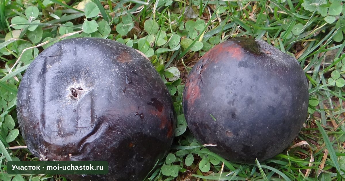 Плоды сливы, поражённые плодовой гнилью
