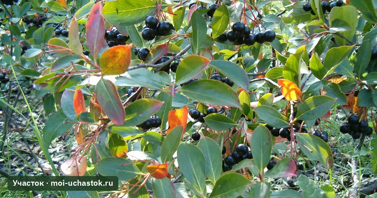 Куст черноплодки с ягодами