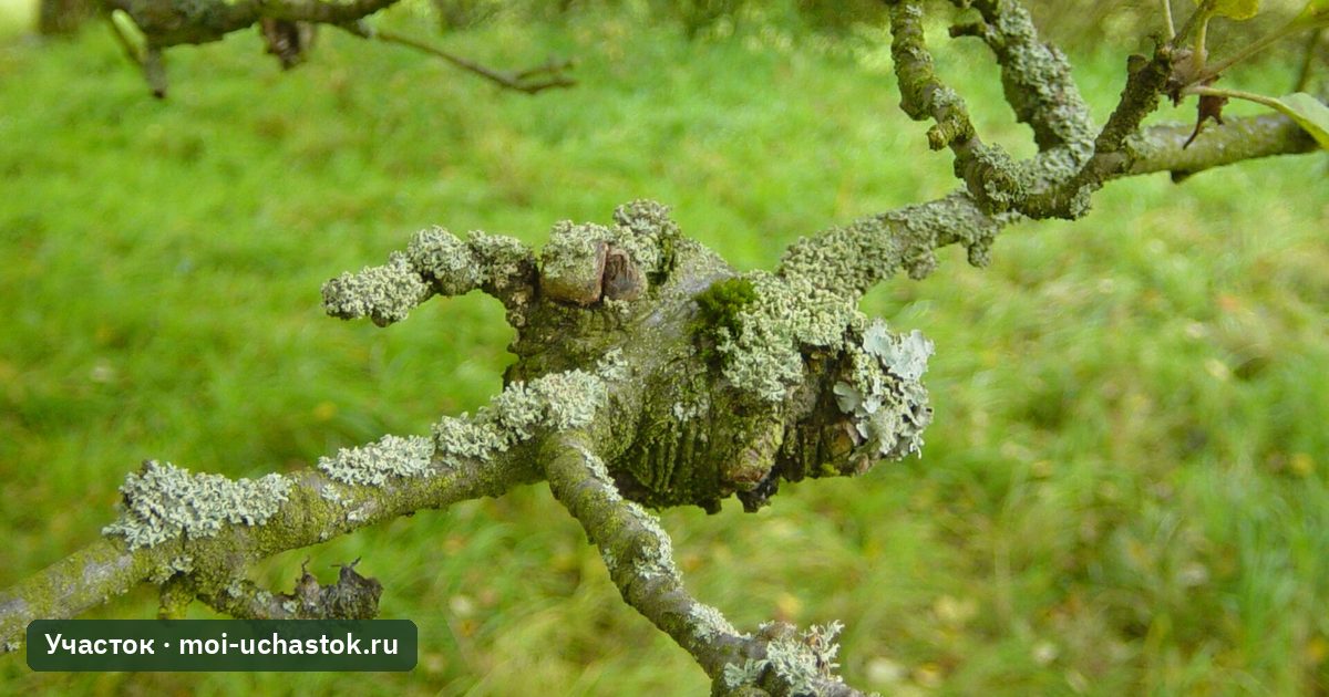 Яблоня с раковой раной на коре