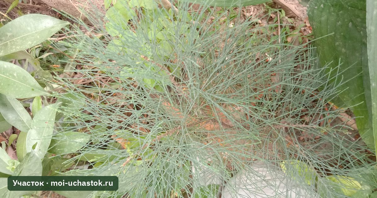 Декоративные злаки в саду