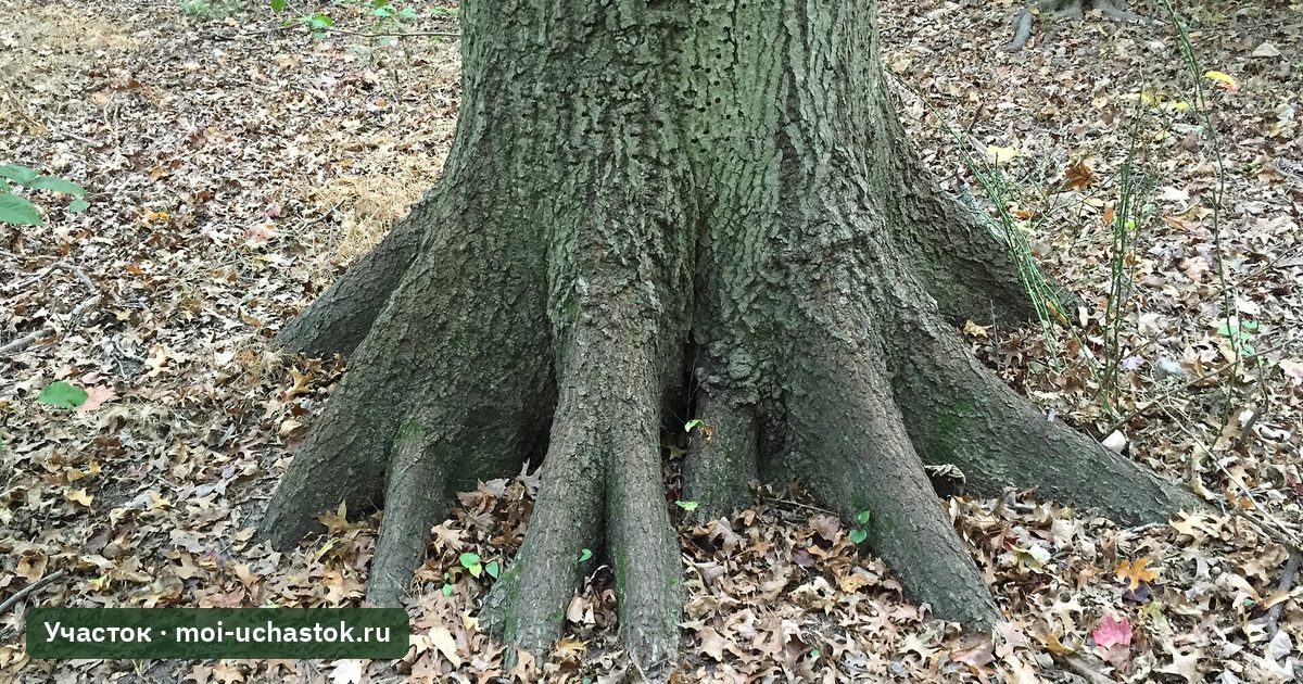 Корневая шейка и корневые лапы у основания дерева