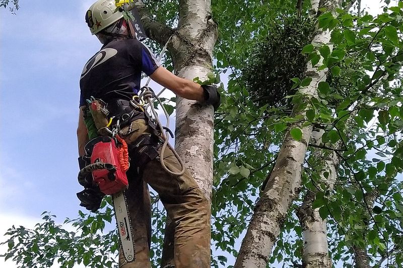 Арборист в кроне дерева
