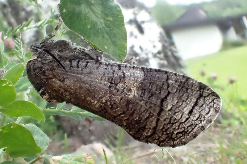 Бабочка пахучего древоточца (Cossus cossus)