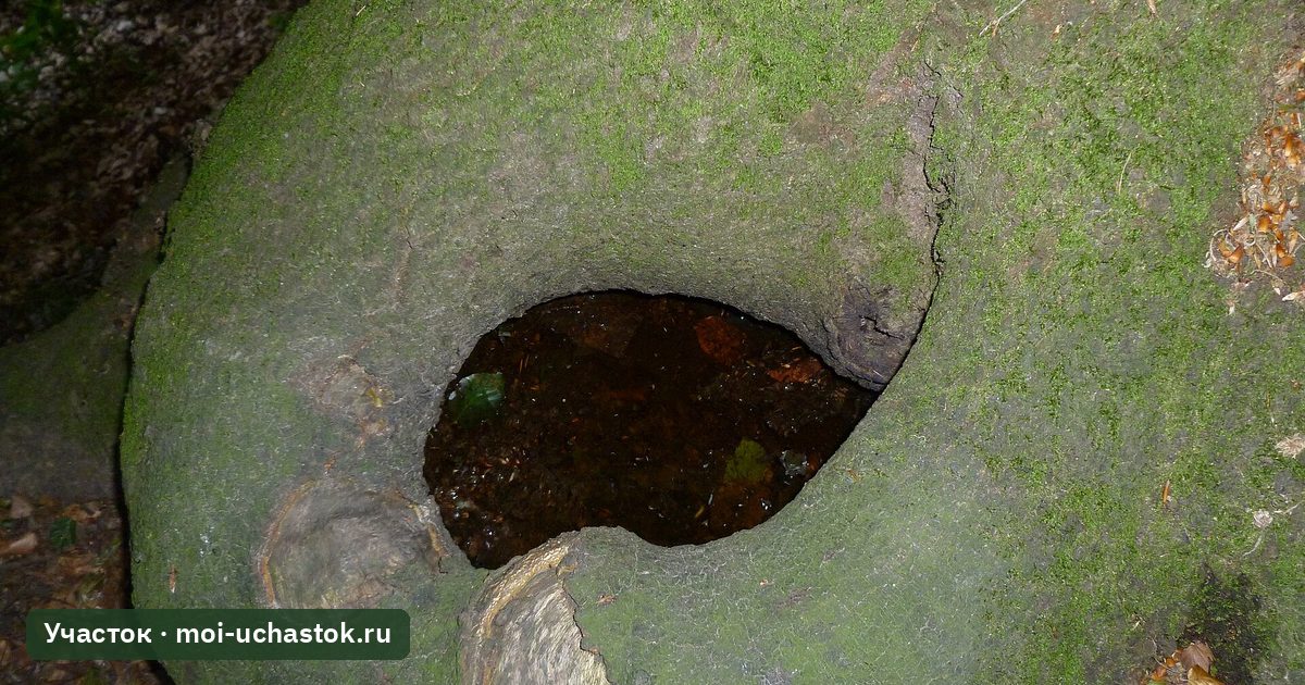 Дупло в стволе дерева