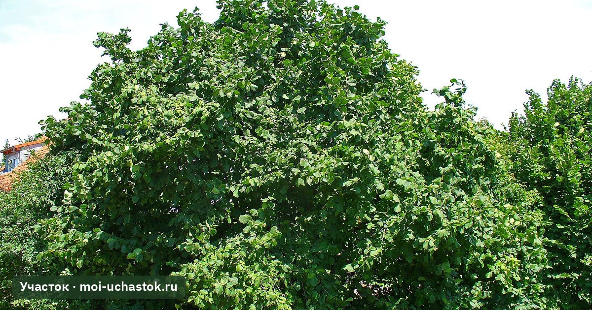 Куст лещины обыкновенной