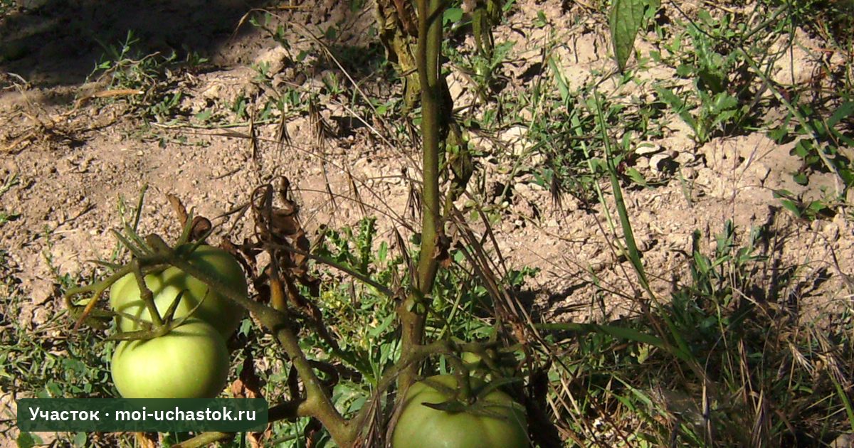 Куст томата, увядающий от фузариоза