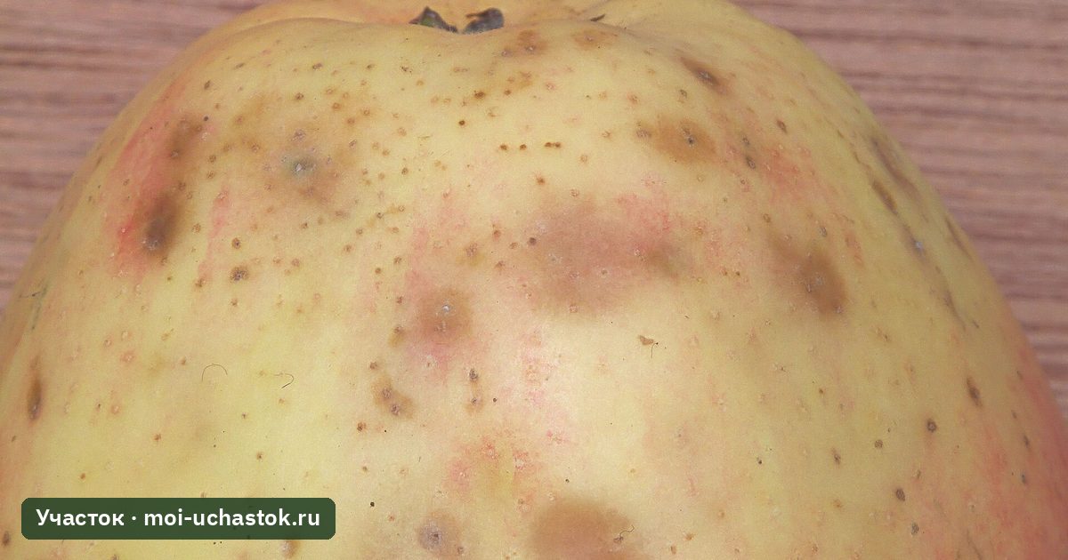 Яблоко с мелкими бурыми пятнами горькой ямчатости