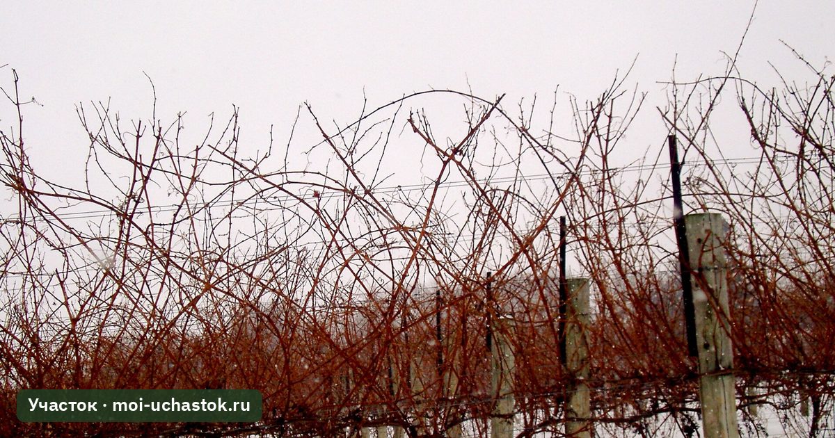 Лозы винограда перед обрезкой: из вызревших однолетних побегов нарезают чубуки
