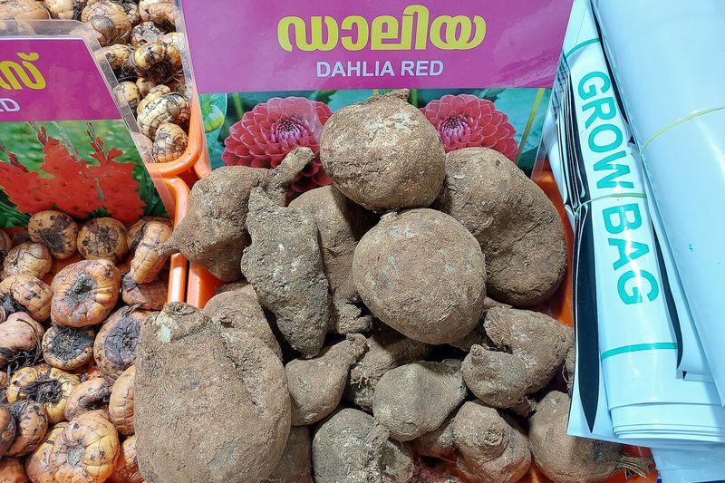 Клубни георгинов, подготовленные к хранению