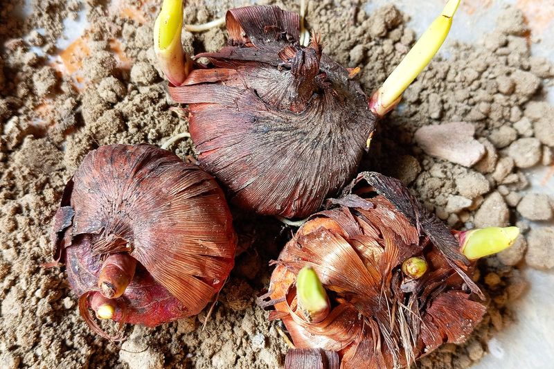 Клубнелуковицы гладиолуса с ростками весной