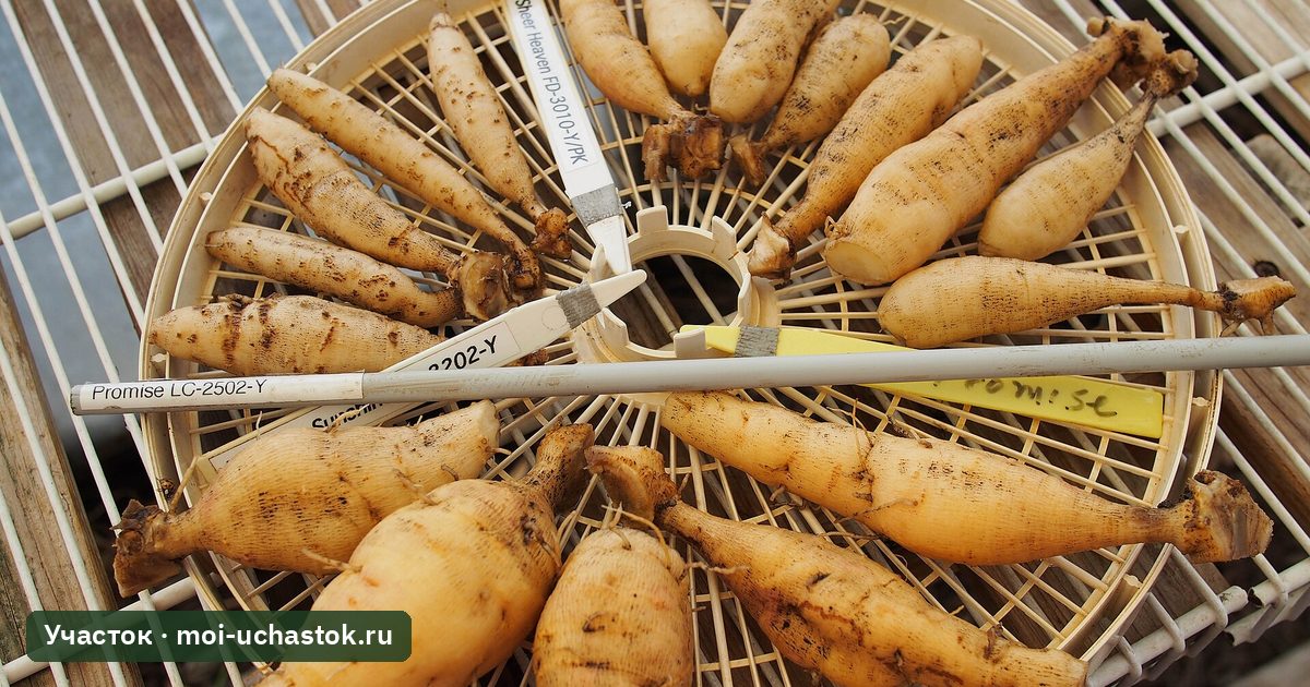 Клубни георгинов сушатся перед закладкой на хранение