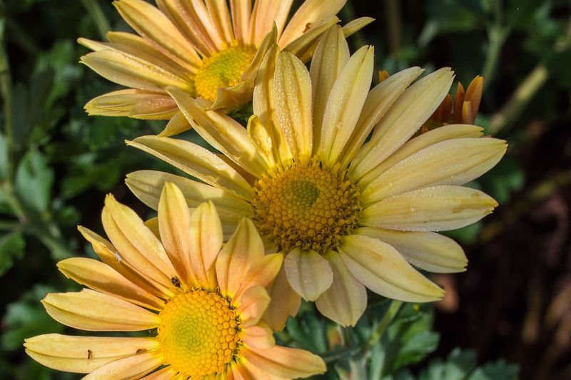 Хризантема «Sheffield Yellow»