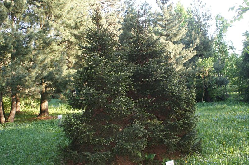 Ель в саду