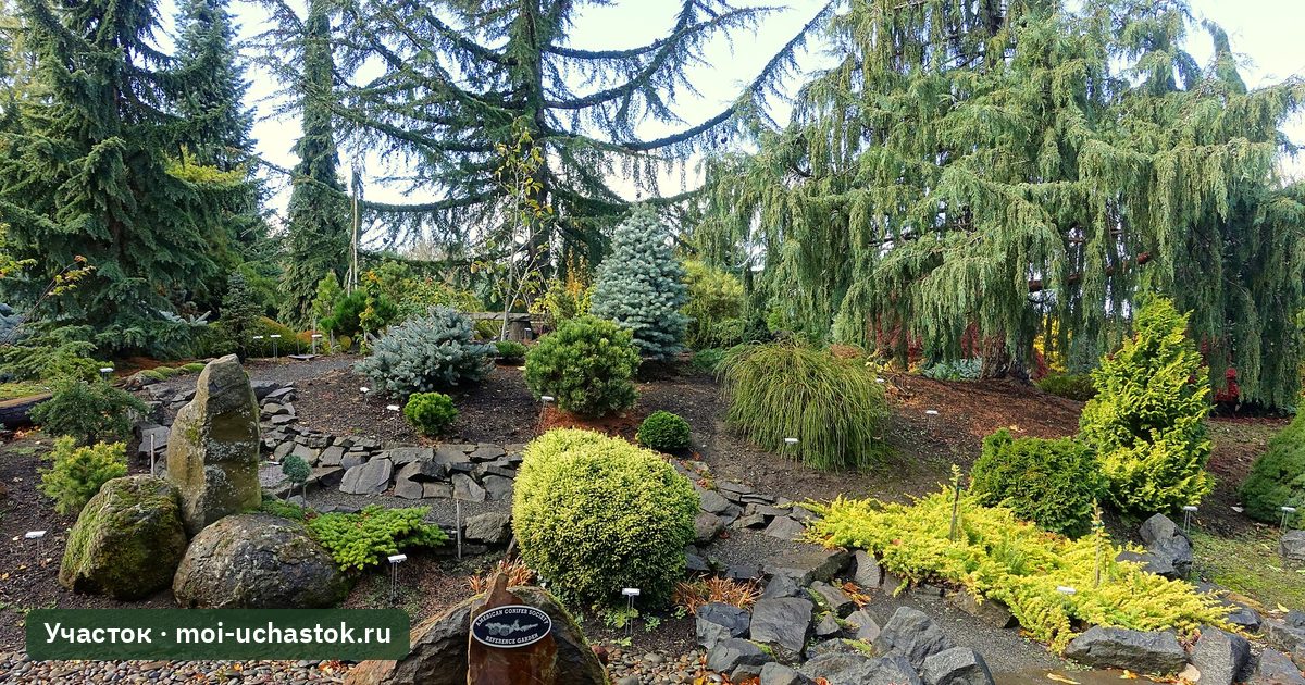 Сад хвойных кустарников