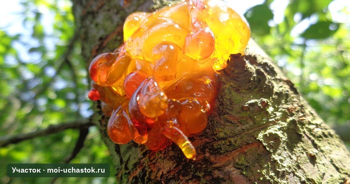 Капли камеди на коре косточкового дерева