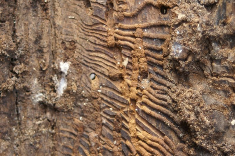 Ходы и лётные отверстия плодового заболонника (Scolytus mali)