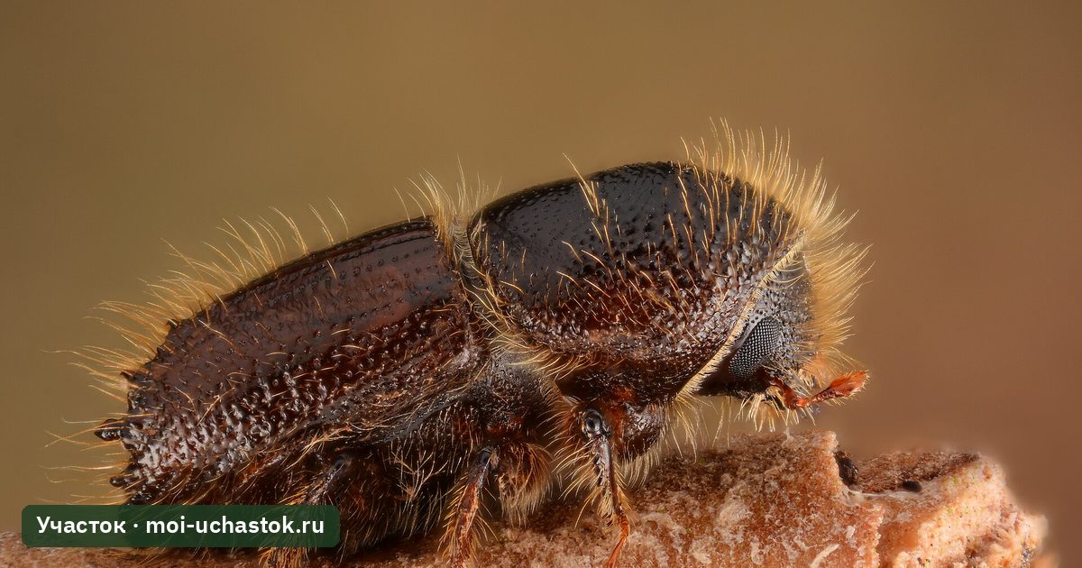 Короед-типограф (Ips typographus)
