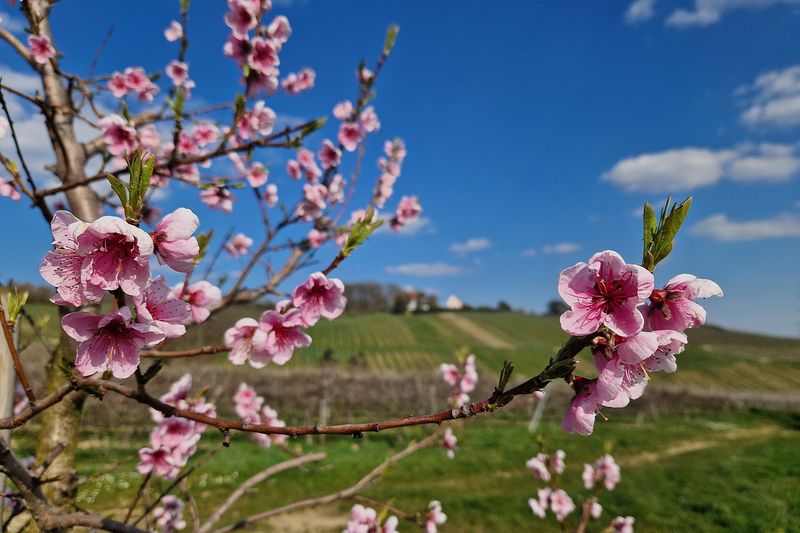 Цветение персика: к этому времени весенняя обработка уже должна быть проведена