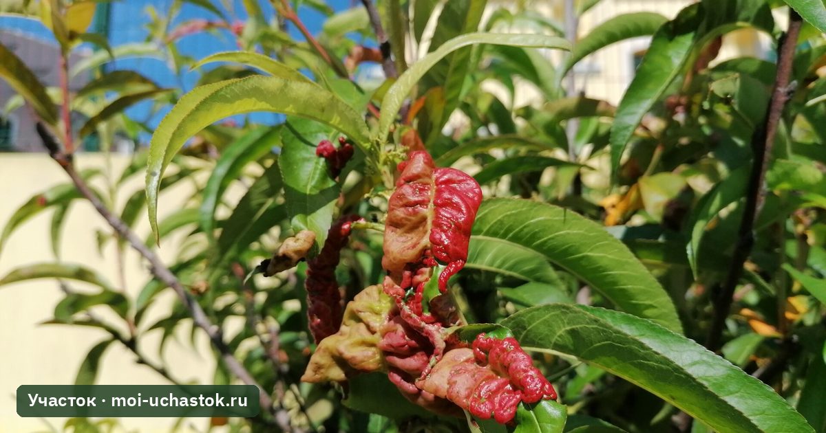 Курчавые покрасневшие листья персика