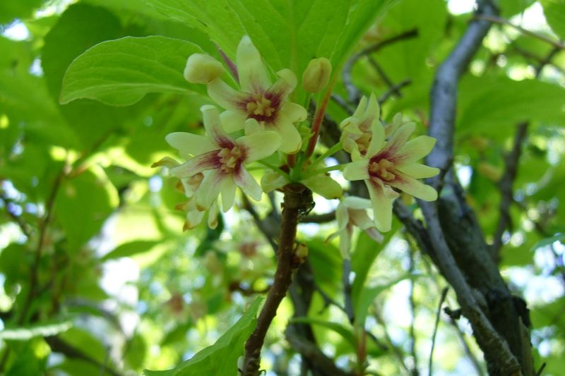 Лиана лимонника с цветками