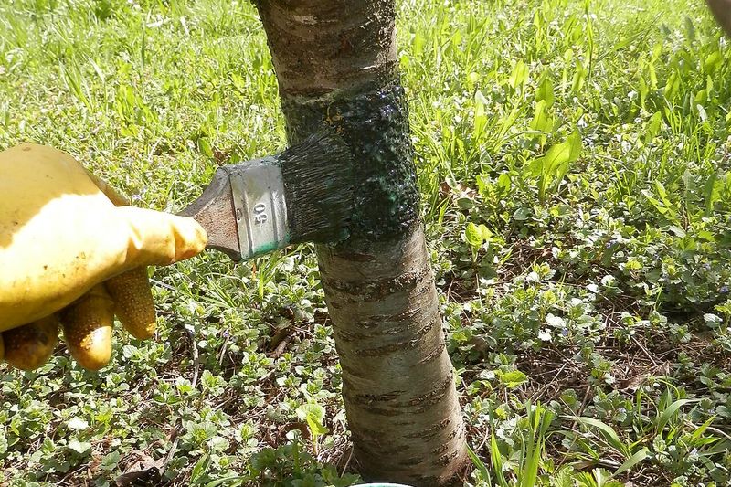 Нанесение клея на ловчий пояс на стволе молодого дерева
