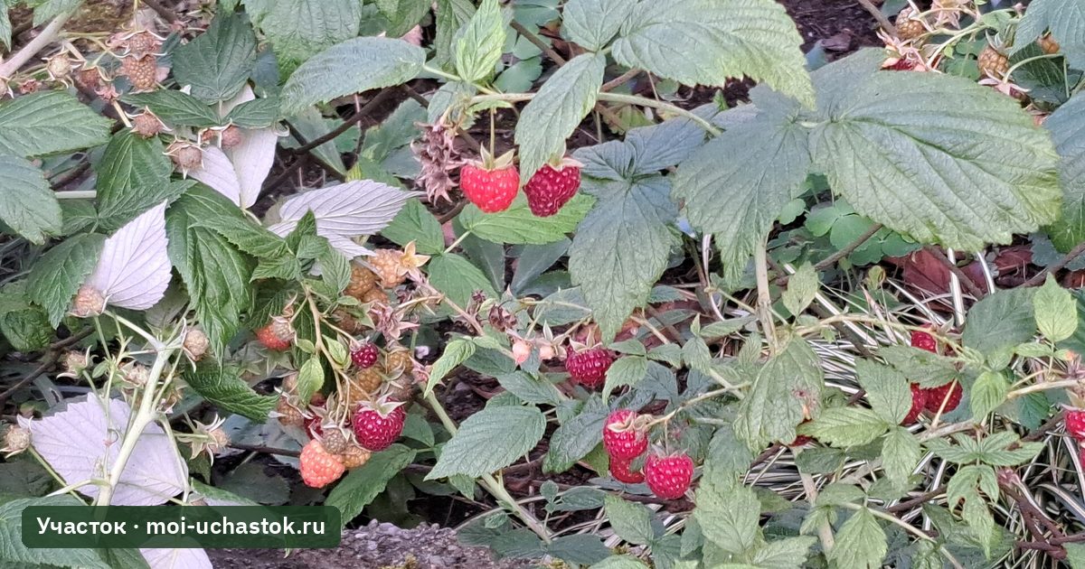 Кусты малины с ягодами