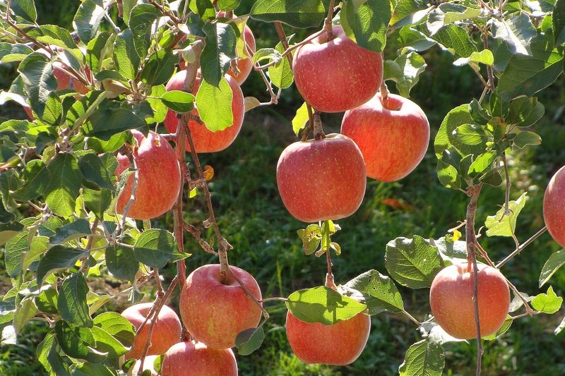 Крупные плоды культурного сорта яблони