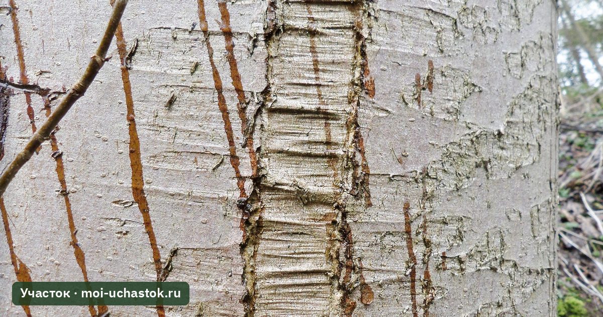 Морозобоина: продольная трещина коры