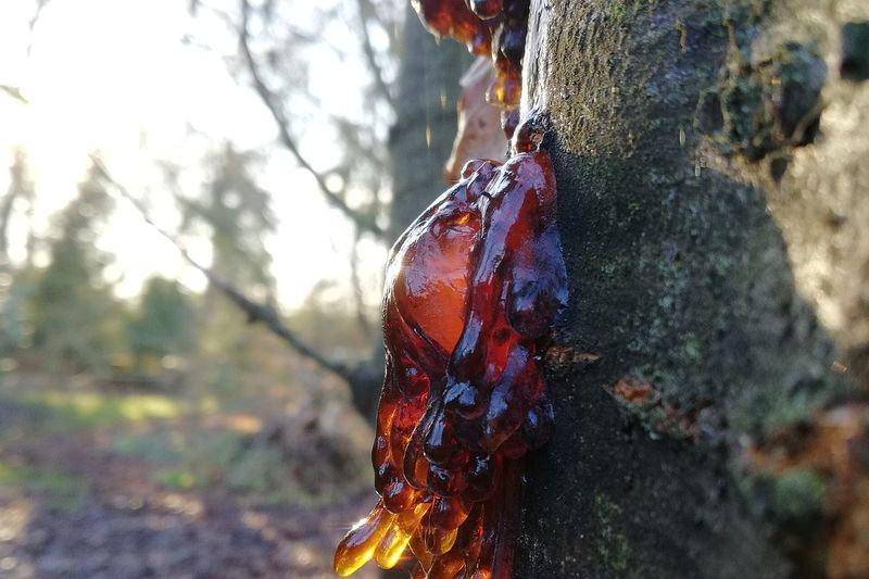 Камедетечение на коре вишни